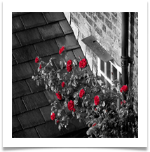 12 RED ROSES - Des Hawley